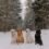 Why Labrador Retrievers are the Best Dogs in the World