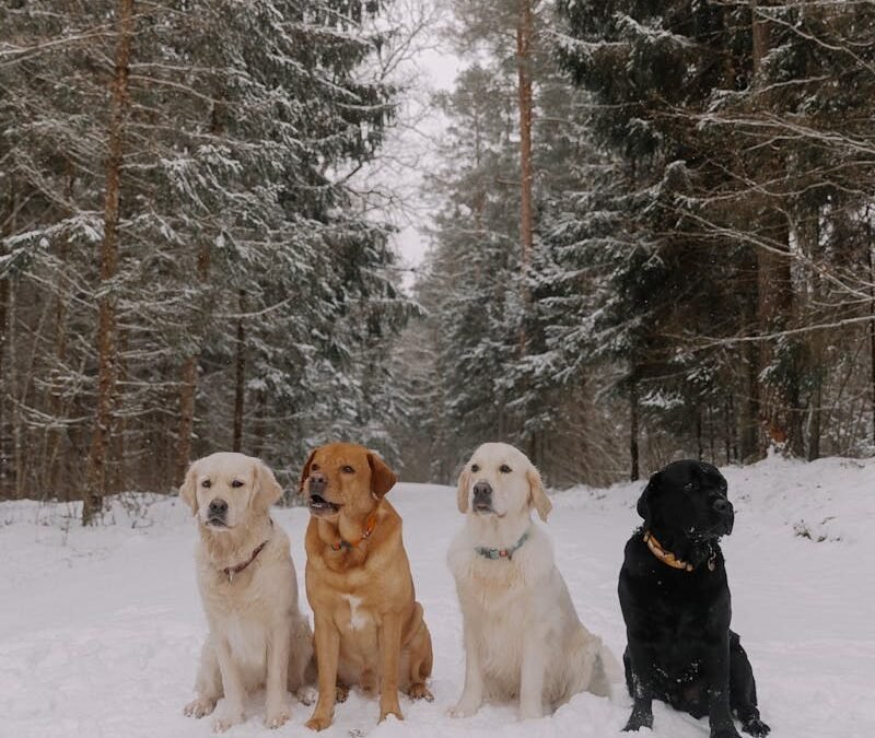 Why Labrador Retrievers are the Best Dogs in the World