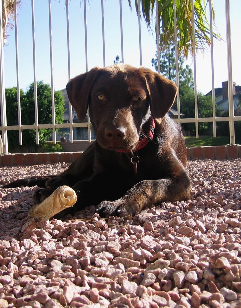 Puppy life