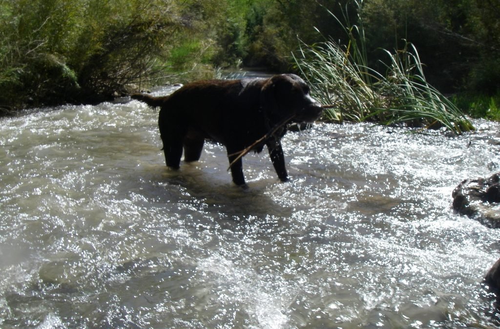 Wet Dog, good!