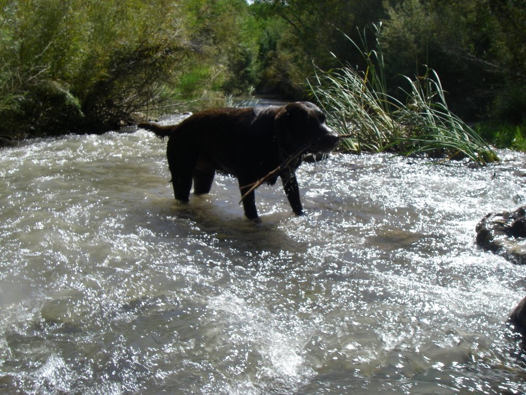 Wet Dog, good!